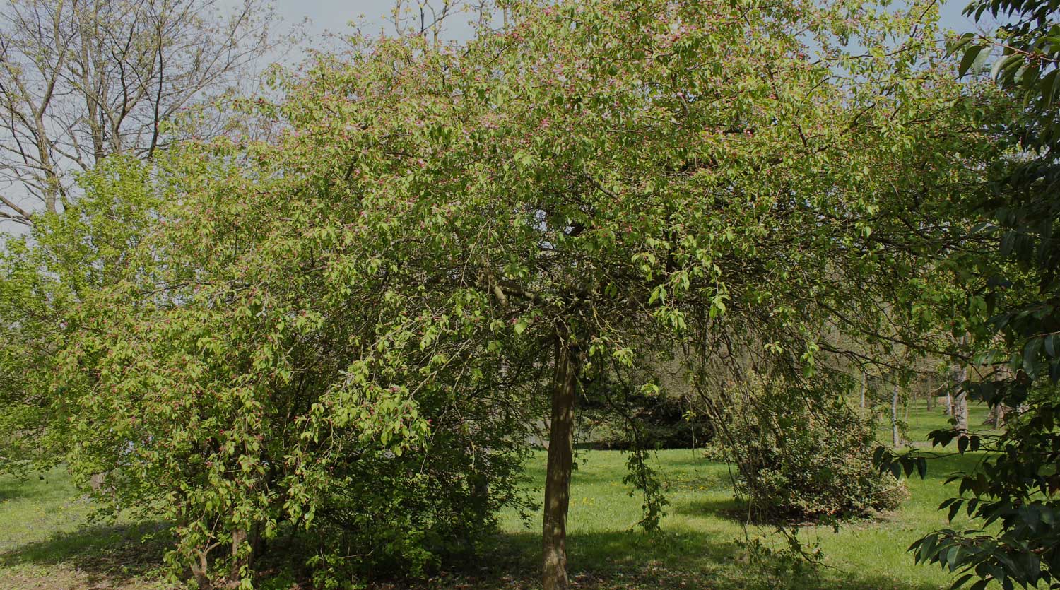 Arboretum de Châtillon-sur-chalaronne